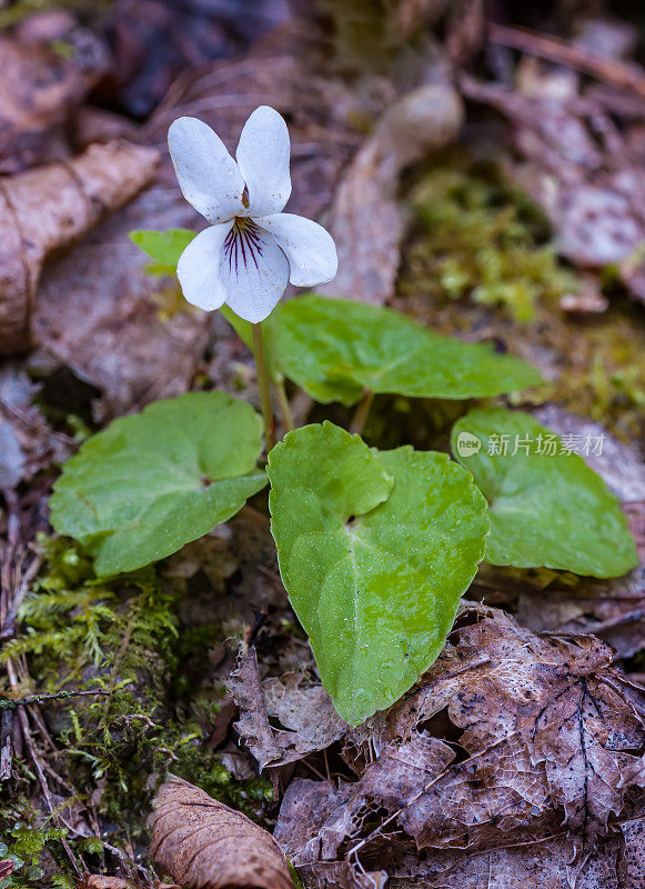 甜白紫罗兰，Viola blanda，大烟山国家公园，田纳西州。堇菜科。